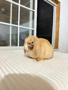 Adorable Holland Lop baby bunnies - Photo 3