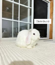 Adorable Holland Lop baby bunnies - Photo 4