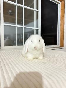 Adorable Holland Lop baby bunnies - Photo 5
