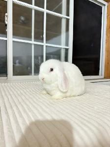 Adorable Holland Lop baby bunnies - Photo 6