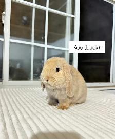 Adorable Holland Lop baby bunnies - Photo 7