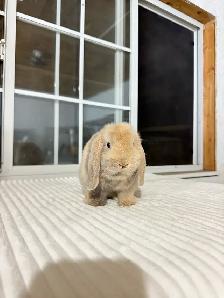Adorable Holland Lop baby bunnies - Photo 8