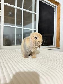 Adorable Holland Lop baby bunnies - Photo 9