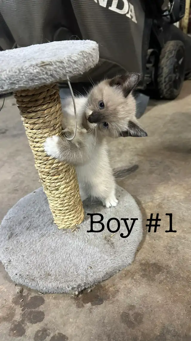 Kittens for Sale