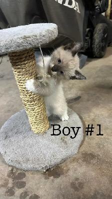 Kittens for Sale