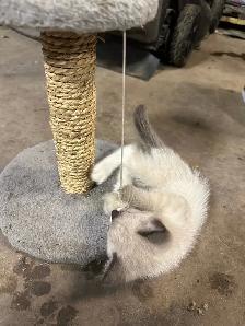 Kittens for Sale - Photo 2