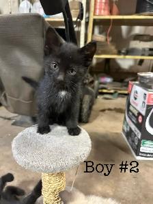 Kittens for Sale - Photo 3