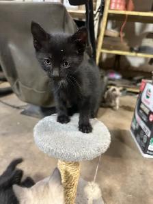 Kittens for Sale - Photo 4