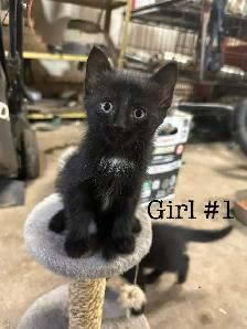 Kittens for Sale - Photo 5