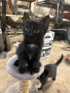 Kittens for Sale - Photo 6