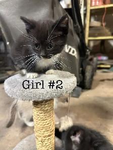 Kittens for Sale - Photo 7