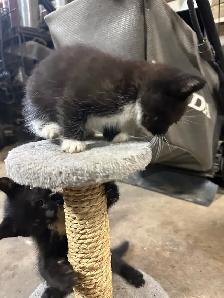 Kittens for Sale - Photo 8