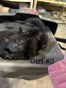 Kittens for Sale - Photo 9