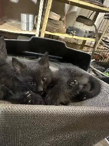 Kittens for Sale - Photo 10