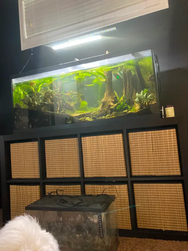 FISH TANK 199$. 55 gal Long with fish ETC.