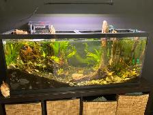 FISH TANK 199$. 55 gal Long with fish ETC. - Photo 2
