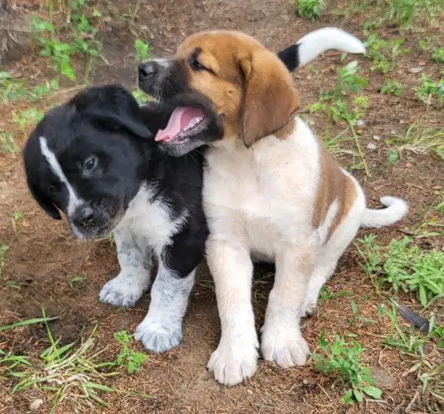 Puppies for rehoming