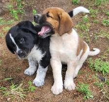 Puppies for rehoming