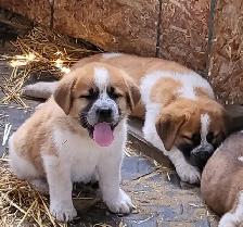 Puppies for rehoming - Photo 2