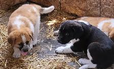 Puppies for rehoming - Photo 3