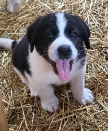 Puppies for rehoming - Photo 4