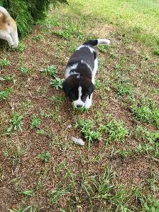 Puppies for rehoming - Photo 5