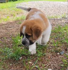 Puppies for rehoming - Photo 6