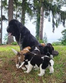 Puppies for rehoming - Photo 7