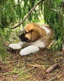 Puppies for rehoming - Photo 8