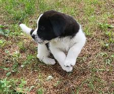 Puppies for rehoming - Photo 9