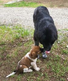 Puppies for rehoming - Photo 10