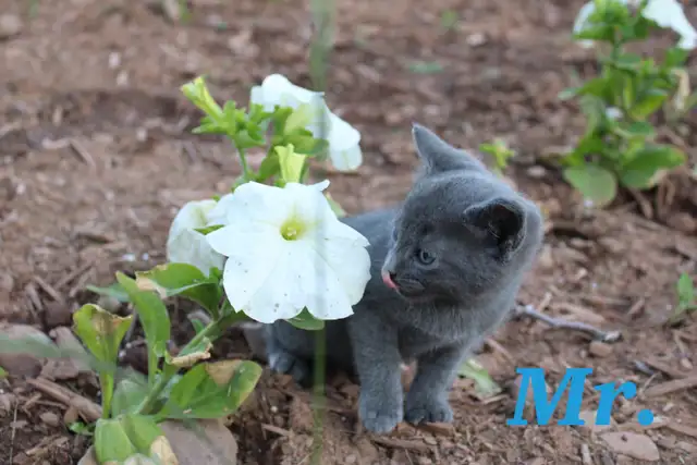 Adorable Farm Kittens for Sale