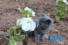 Adorable Farm Kittens for Sale