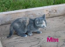 Adorable Farm Kittens for Sale - Photo 3