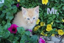 Adorable Farm Kittens for Sale - Photo 4