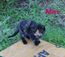 Adorable Farm Kittens for Sale - Photo 5
