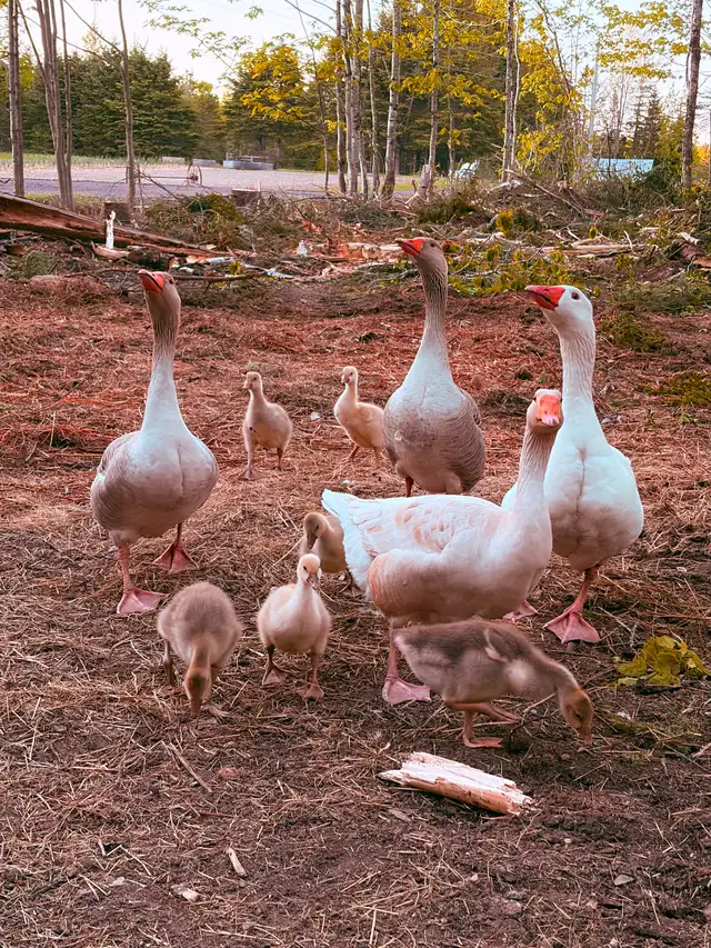 Goslings for sale