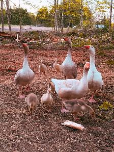 Goslings for sale