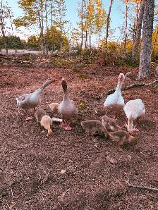 Goslings for sale - Photo 2