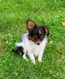 Tiny Girl Looking for Her Forever Home
