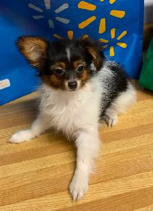 Tiny Girl Looking for Her Forever Home - Photo 2