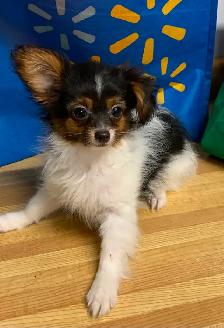 Tiny Girl Looking for Her Forever Home - Photo 3