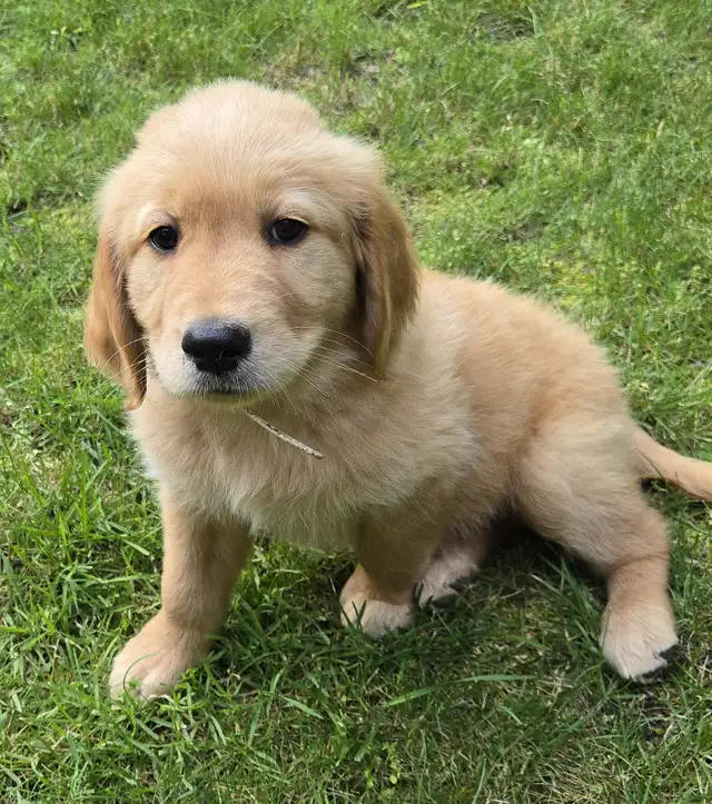 Golden Retriever Puppies For Sale