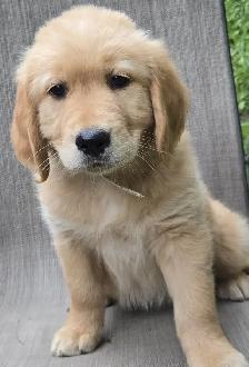Golden Retriever Puppies For Sale - Photo 2
