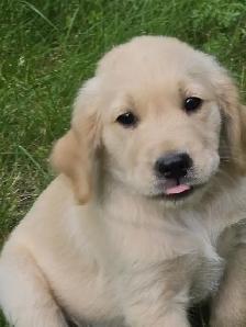 Golden Retriever Puppies For Sale - Photo 3
