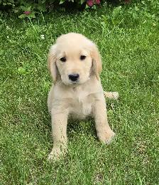 Golden Retriever Puppies For Sale - Photo 4