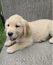 Golden Retriever Puppies For Sale - Photo 5
