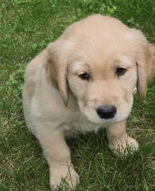 Golden Retriever Puppies For Sale - Photo 6
