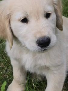 Golden Retriever Puppies For Sale - Photo 7