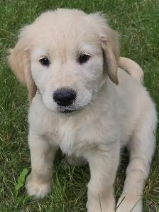 Golden Retriever Puppies For Sale - Photo 8
